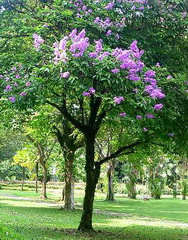 درختچه توری ملکه